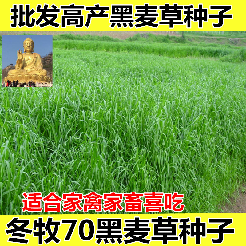 牧草种子多年生黑麦草种子耐寒冬牧70种子养牛羊鸡鹅鱼苜蓿草种籽