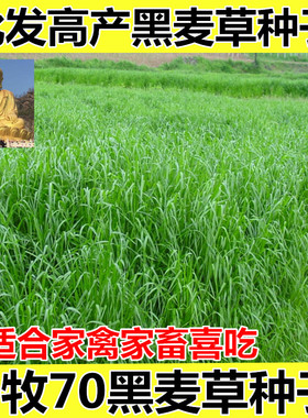 牧草种子多年生黑麦草种子耐寒冬牧70种子养牛羊鸡鹅鱼苜蓿草种籽