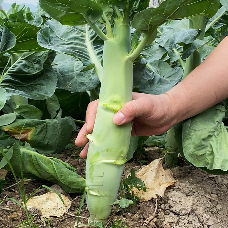 甜脆鸡腿芥蓝种子粗条籽芥兰广东四季菜籽大菜秋季蔬菜种籽孑菜种 鲜花速递/花卉仿真/绿植园艺 家庭园艺种子 原图主图