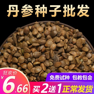 丹参苗新丹参种子材益母草丹参红花种籽四季种植苗红血参种孑