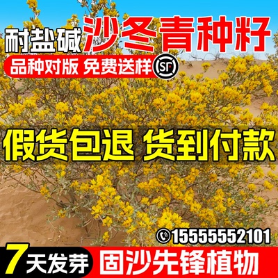沙冬青种子耐旱耐盐碱荒漠植被绿化防风固沙草籽水土保持灌木种籽