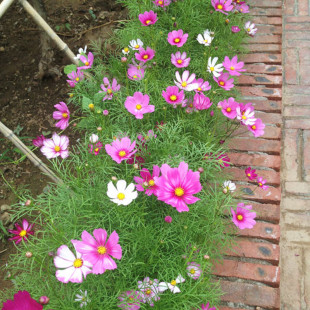 室外草花秋英花籽种易活波斯菊四季播种庭院花种路边绿化野花种子