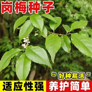 新采岗梅种子 称星树种子 岗梅树种子 常绿小灌木 林木种子