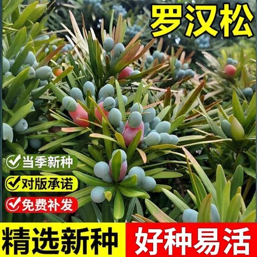 当年新采罗汉松种子罗汉杉金钱松罗汉杉景观盆景造型乔木树种子籽
