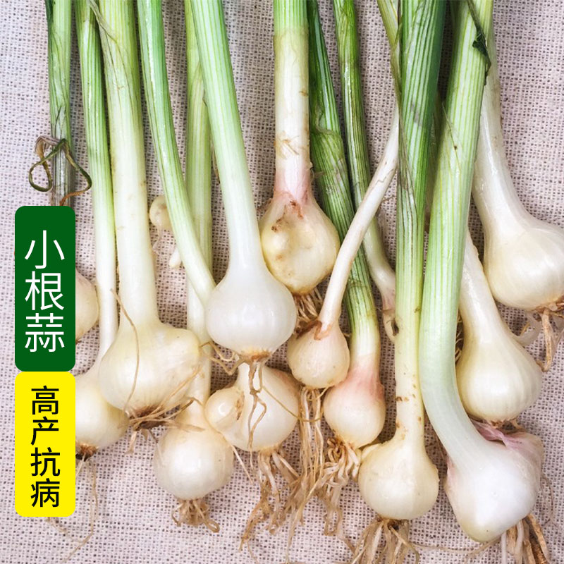 野菜小根蒜种子野韭葱野葱野蒜籽春四季阳台盆栽大脑瓜孑蔬菜种籽