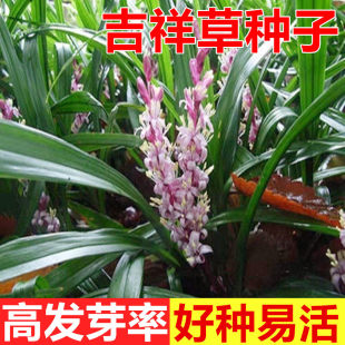 吉祥草种子野生玉带草 观音草 小叶万年青中草药多年生地被植物籽