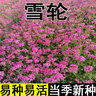 高雪轮种子高雪伦美人草耐寒耐旱四季矮雪轮种子室内阳台播种花卉