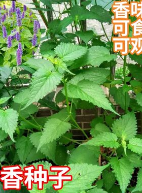 藿香种子食用解暑正气草籽
