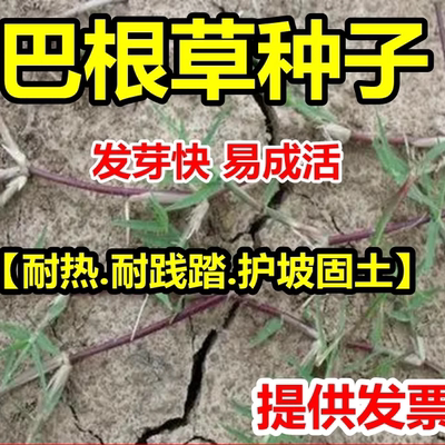 种子巴根铁线耕草防水土流失