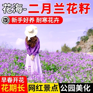 二月兰花种籽诸葛菜多年生易活宿根庭院公园景区耐寒耐阴花卉种子