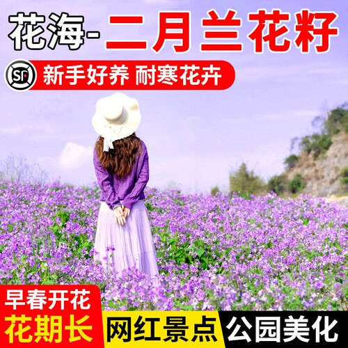 二月兰花种籽诸葛菜多年生易活宿根庭院公园景区耐寒耐阴花卉种子