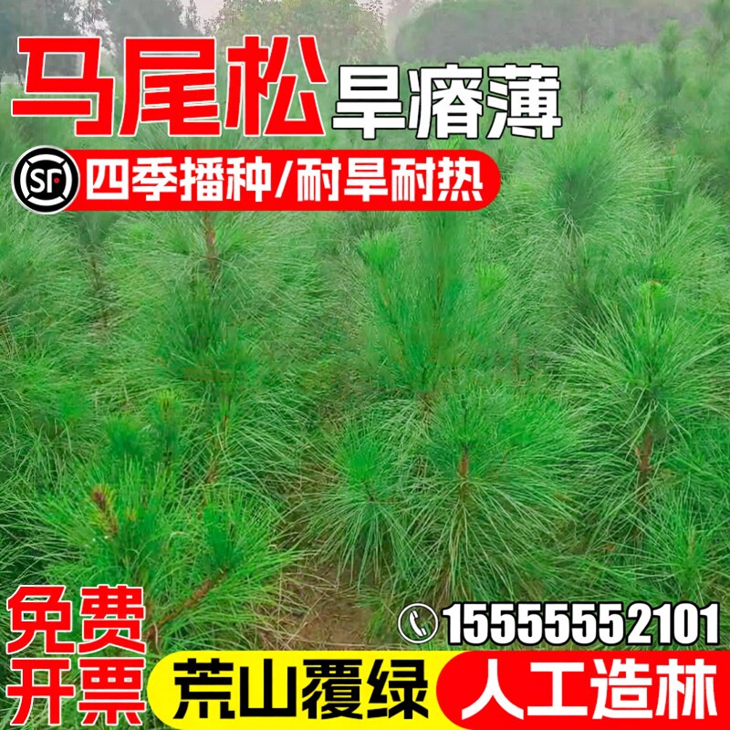 马尾松种籽当年新采灌木种子耐旱耐贫瘠荒山复绿人工造林林木草籽