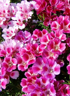 古代希稀花种子别春花高代花籽阳台盆栽室外庭院春秋开花四季易种