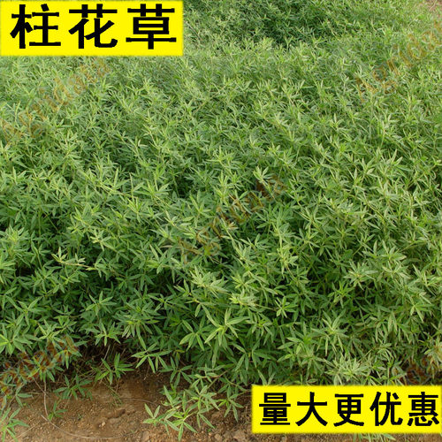 柱花草种子多年生牧草种子