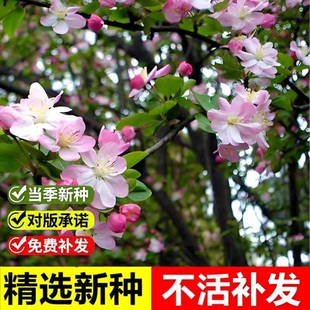 当年新采八棱海棠树种子怀来海棠苹果树嫁接砧木多年生观赏树种子