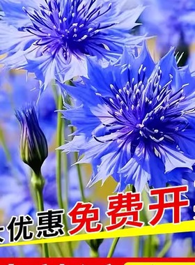 蓝色矢车菊花种籽四季播种易活开花庭院格桑花种子室外耐寒花种孑