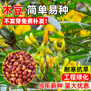 木豆种子护坡草灌木种籽园林绿化食用饲料草籽多年生耐旱耐寒生长