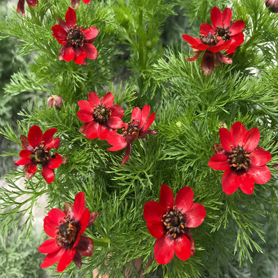 福寿草花种子四季易种室外庭院阳台易活花种花海景观绿化花籽子