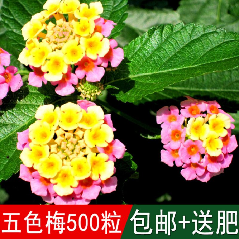 五色梅种子五彩花五雷丹五色变色草马樱丹臭草七姐妹种籽