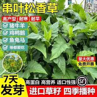 串叶松香草种子春秋育苗移栽多年生耐寒优质养猪阔叶菜高产牧草种