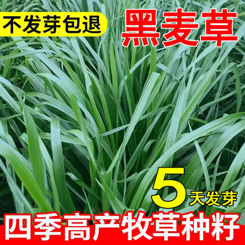 黑麦草草籽高产四季多年生耐寒