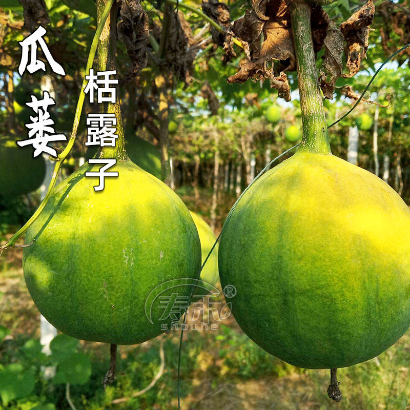 瓜蒌种子瓜楼种籽吊瓜籽种药食两用爬藤种植瓜籽中药天花粉栝楼