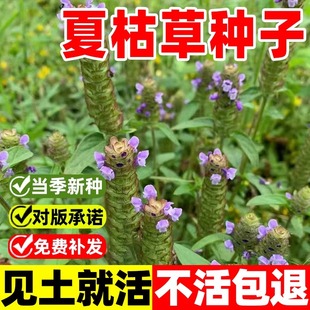 夏枯草种子白毛夏枯球种籽新采药材四季播种简单发芽率高阳台盆栽