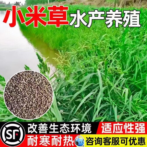 小米草种子水产鱼塘养殖耐水淹水椑草四季高产鱼虾蟹喜食牧草种子