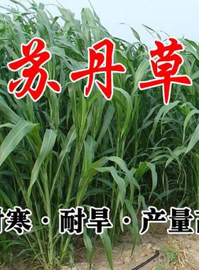 苏丹草籽高种四季牧子养殖再
