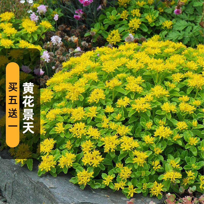 反曲景天种子土三七费菜种籽铺面地被春秋季播阳台室外盆栽