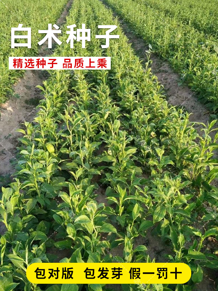 白术种子春秋植亩产350斤高量