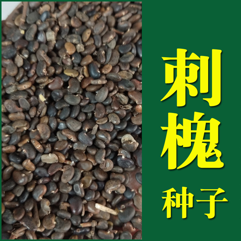 【刺槐种子】护坡灌木种子绿化护坡草籽种刺槐树种籽洋槐树种子