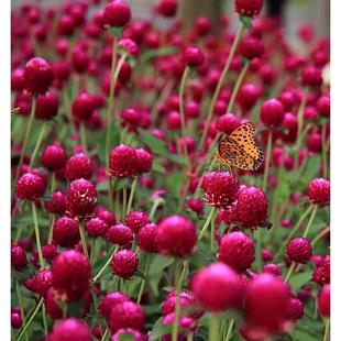 千日红种子草花种子百日红种子火球花种子千日紫粉白种子观花种子