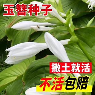 玉簪花籽多年生宿根草本花卉四季易活白萼玉簪花种子花庭院盆栽