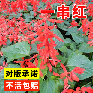 一串红花籽四季种植种子易种活耐寒花籽工程园林室外庭院四季绿化