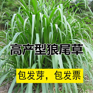 杂交狼尾草种子饲用牧草猪牛羊鸡鸭鱼青储饲料耐旱多次收割鱼草籽