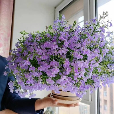 六倍利醉蝶花四季播种开室