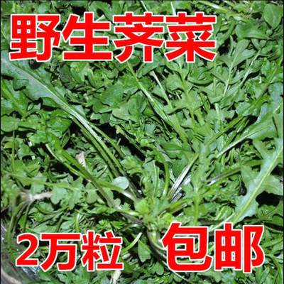 纯野生荠菜种子特农家老