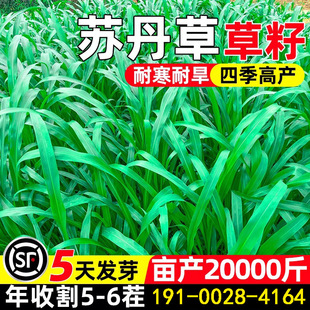 养鱼草籽苏丹草种子高丹草种籽子四季高产猪牛羊鸡鸭鹅土牧草种籽