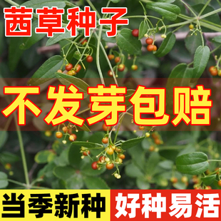 茜草种子四季红根草当季新籽简单易种红内消多年生草本植物籽