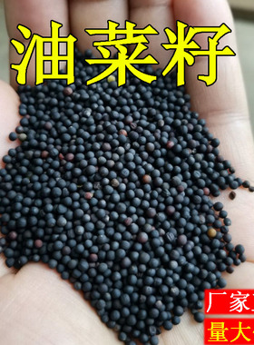 油菜花种子秋播高产观赏食用耐寒耐旱春油菜花籽榨油菜籽花海种孑
