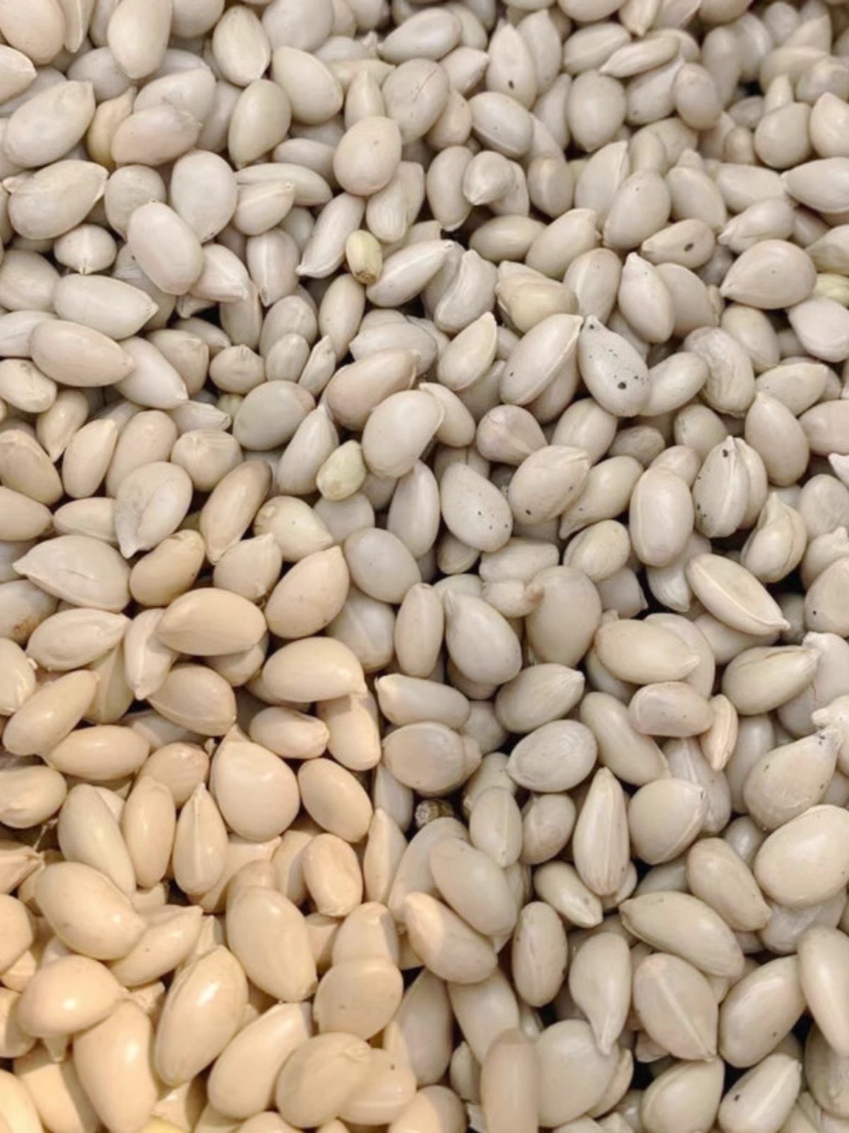 枸橘种子积枳壳籽小叶香橙