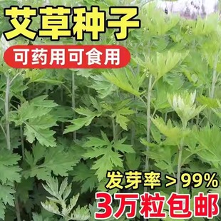 新艾草种子大叶小叶艾草种籽种植野生甜叶艾驱蚊防虫五月艾