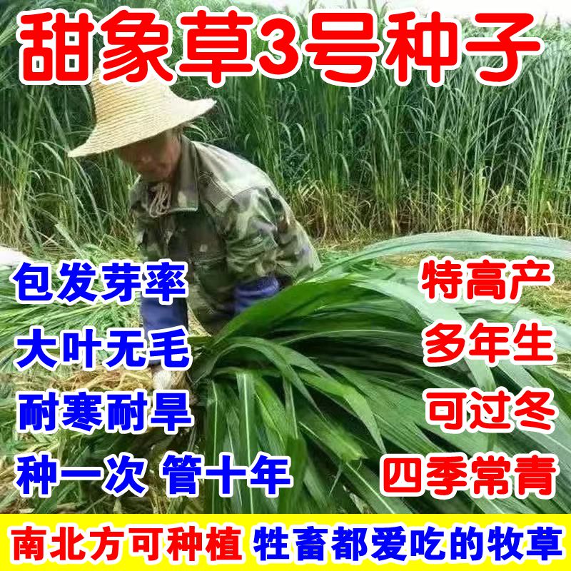 甜象草3号无毛多年生牧种子田