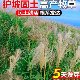 野芒草种子牧草草籽畜牧养殖耐寒耐旱披碱草工程绿化护坡固土种籽