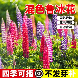 鲁冰花种子四季易种庭院园林景观花海种植花苗盆栽种籽羽扇豆花种