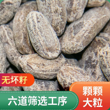 新货2026吊瓜子大颗粒500g袋装奶油椒盐原味坚果炒货聚会休闲零食