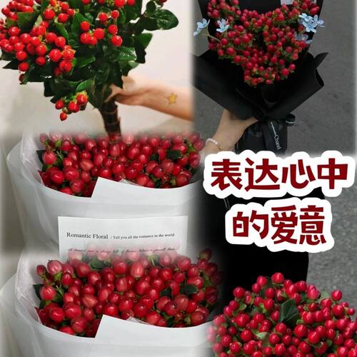 云南新鲜精品红豆相思豆