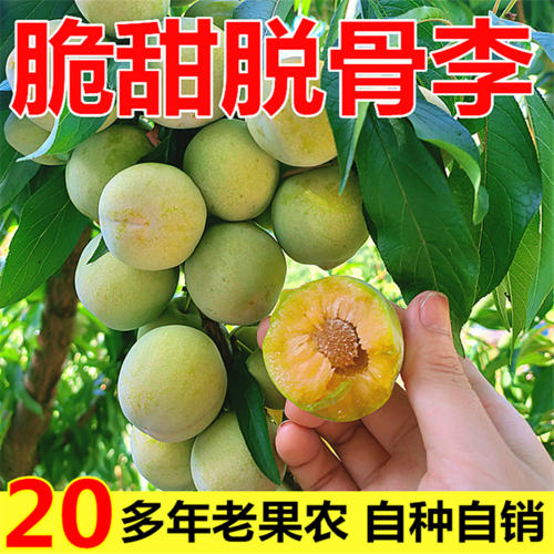 正宗重庆脱骨李子青脆李果农直发