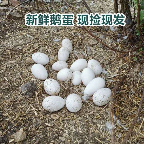 农家山上散养12枚受精鹅蛋